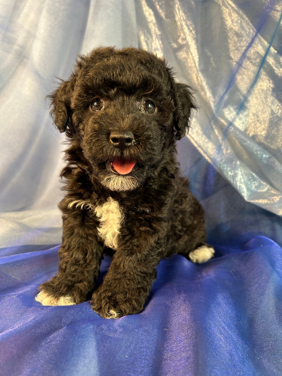 Black Female Schnoodle with White Markings!